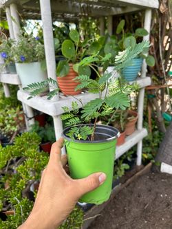 Guaje ‘Leucaena leucocephala ‘ plants