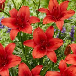 Asiatic Lily Perennial Plants 