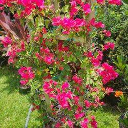 Beautiful Bougainvillea Plants Decoration Plants And Privacy Plants Available 