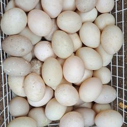 Fresh Duck Eggs $5/doz