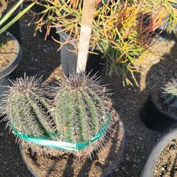 Saguaro Cactus