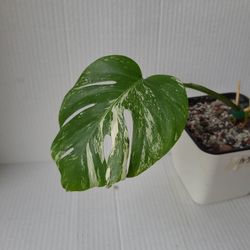 Variegated Monstera Albo