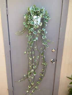 Pothos N Joy Trailing House Plant 6” Pot