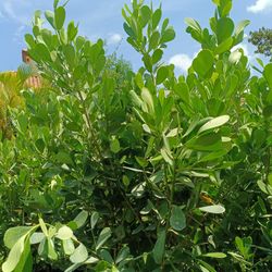 🪴🪴 CLUSIA PRIVACY HEDGE PLANTS 25GL $95