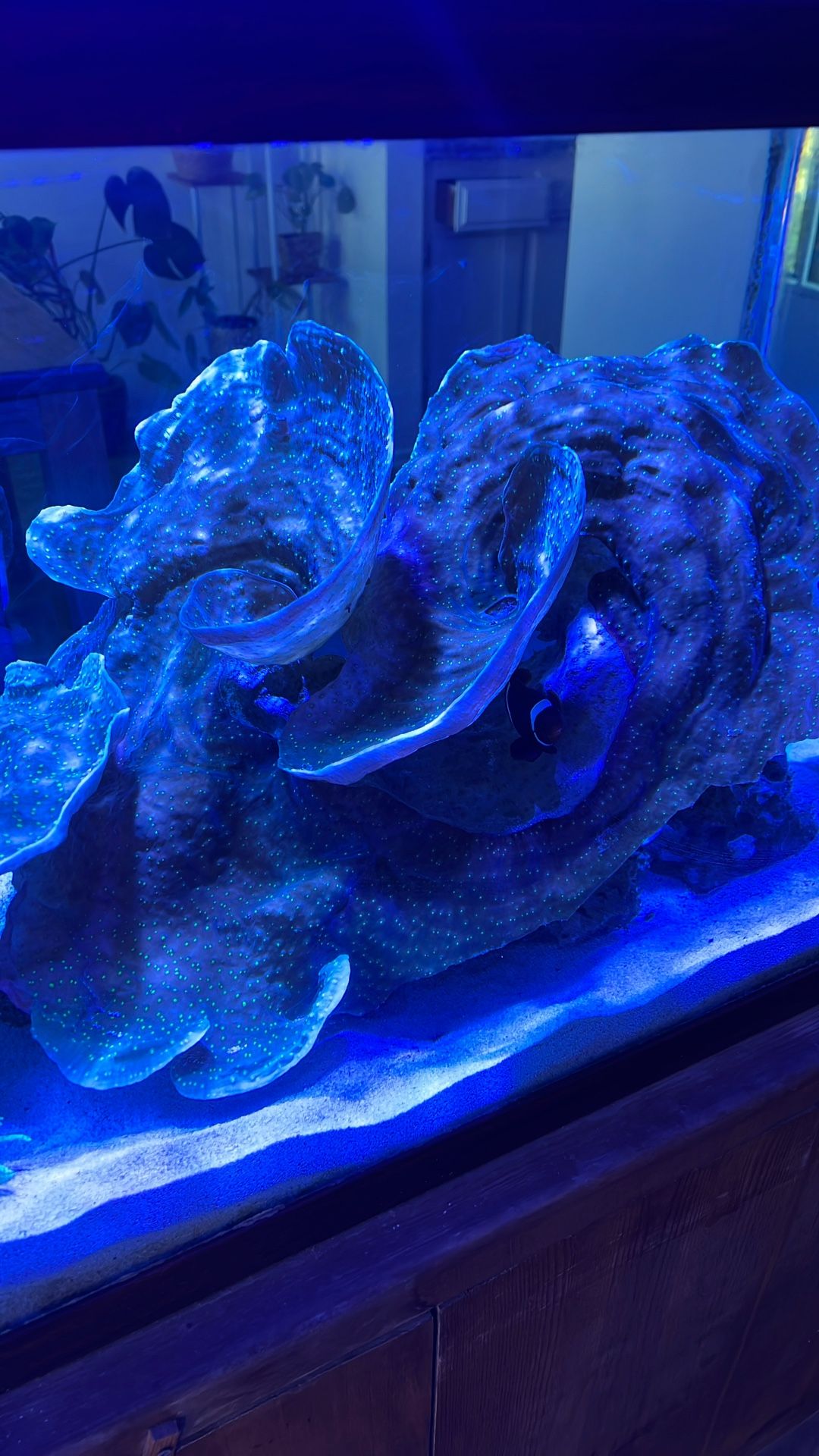 Hollywood Stunner Chalice Coral
