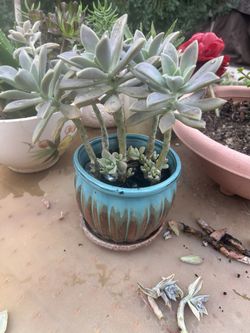 BEAUTIFUL SUCCULENT 