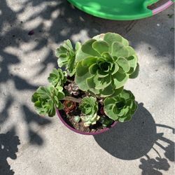 Beautiful Succulents 