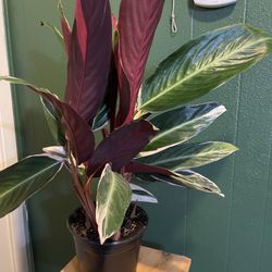 Indoor Plants 