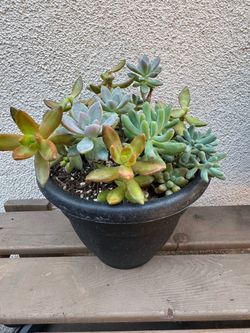 Mixed Succulent Arrangement in Black Pot
