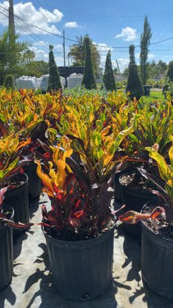 Colorful Croton Mammy – 3-Gallon Plant for Only $8