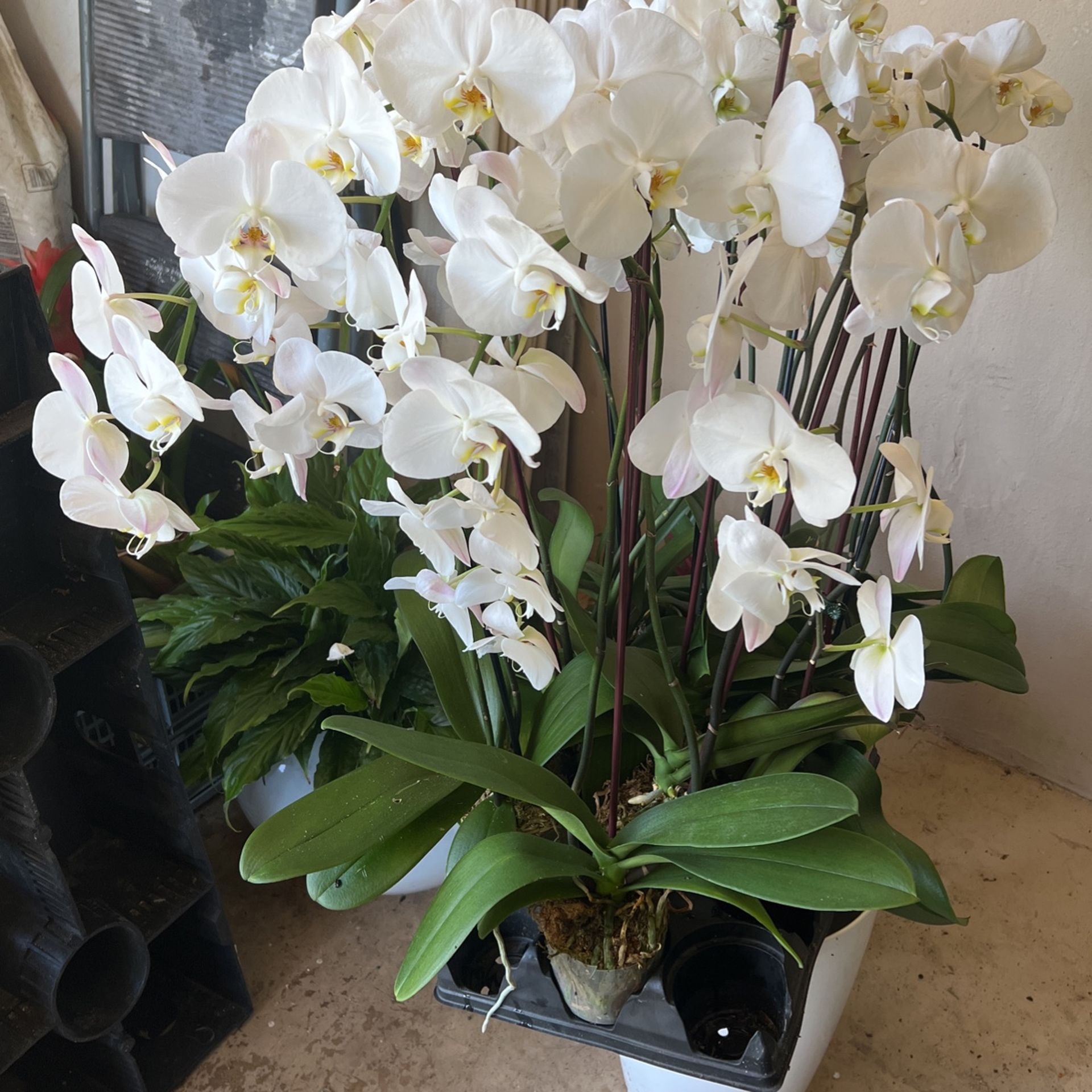 15 Orchids X50 for Sale in Fort Lauderdale, FL OfferUp