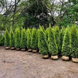 Privacy trees For Sale! Free Delivery! 