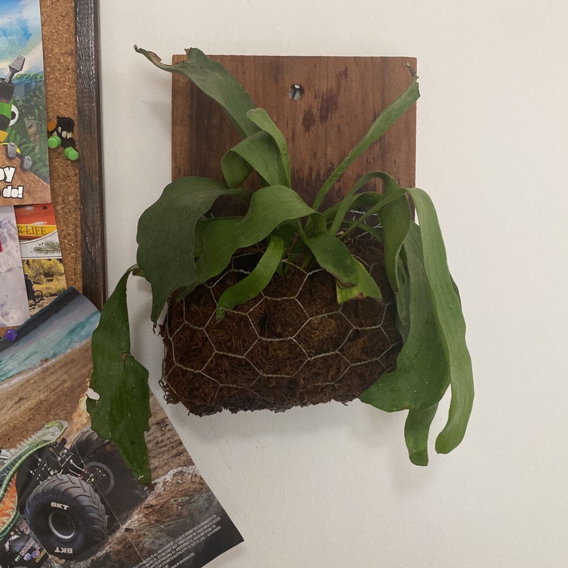 Staghorn Fern