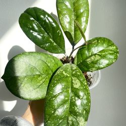 Hoya cv Elvis Splash