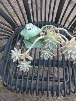 Succulent