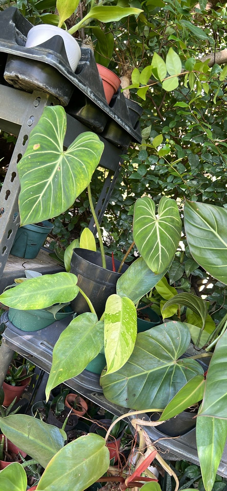 Philodendron Gloriosum 6”
