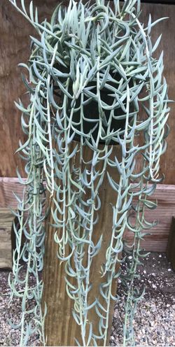 String of fish hook plant 1.5 feet long . Fit 6 in pot