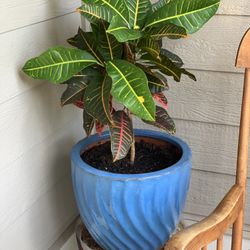 Indoor/outdoor Live Plant
