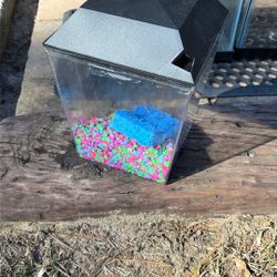 1 Gallon aquarium