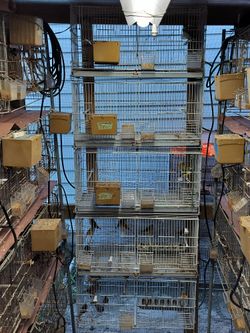 Jaulas Para Cria