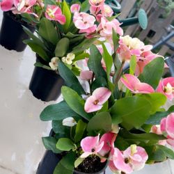 Zoculentas  Coronas De Cristo