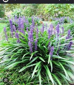 Liriope muscari