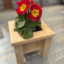 Mini Cedar Planter 