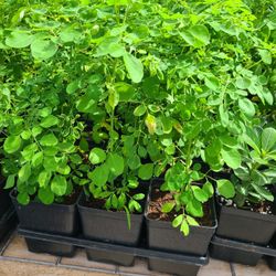 Moringa Plants Tree 2.5ft Tall 