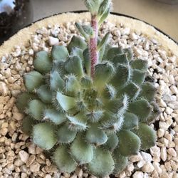 Succulents 