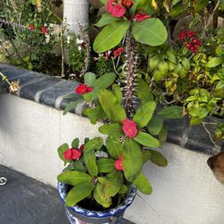 Crown Of Thorn