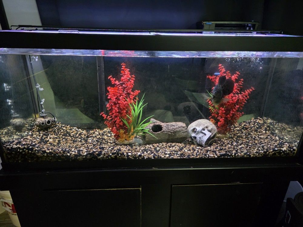 75 Gallon Fish Tank All Included