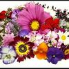 RAKEL M