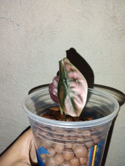 Alocasia cuprea