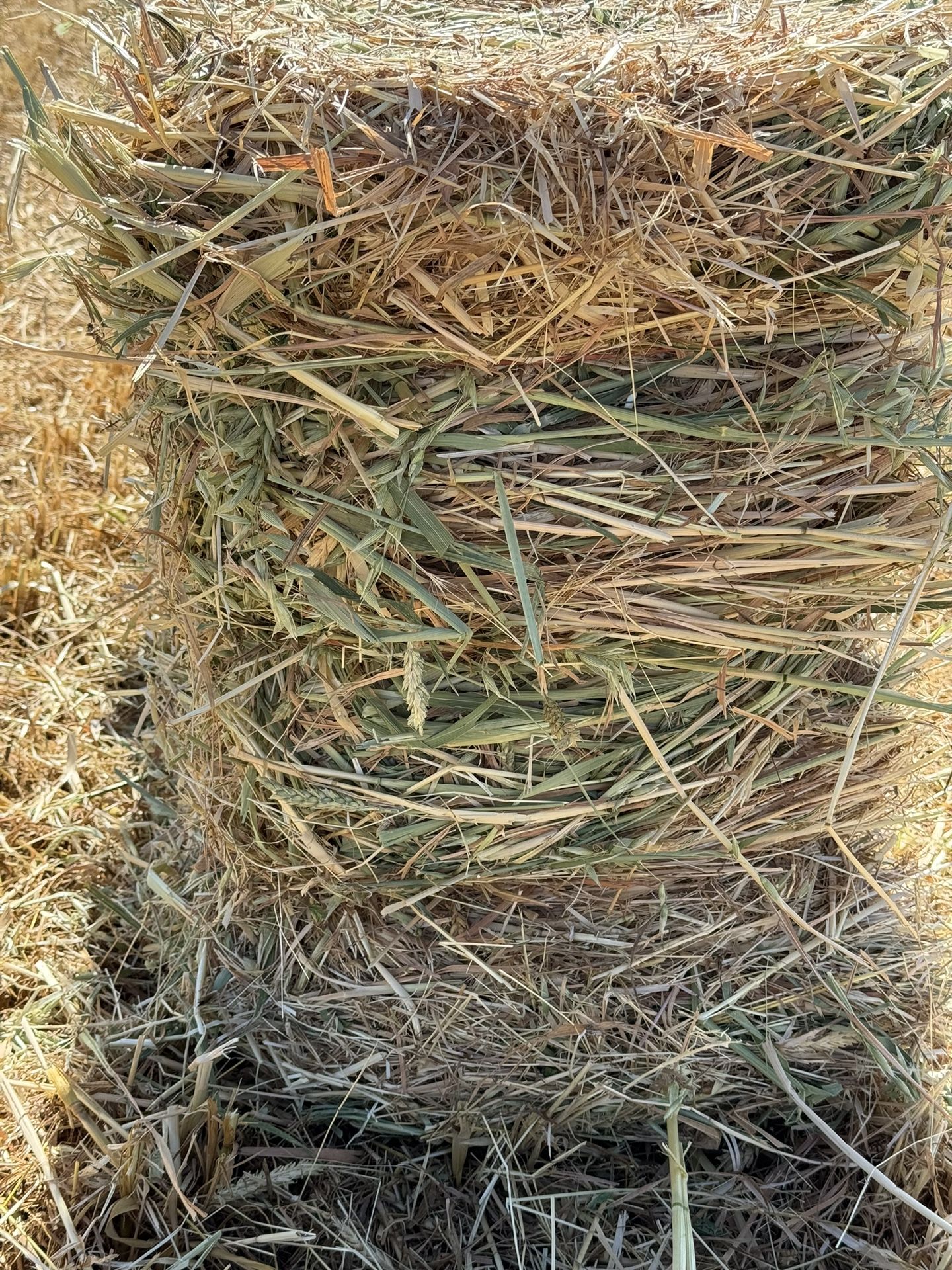 Hay 