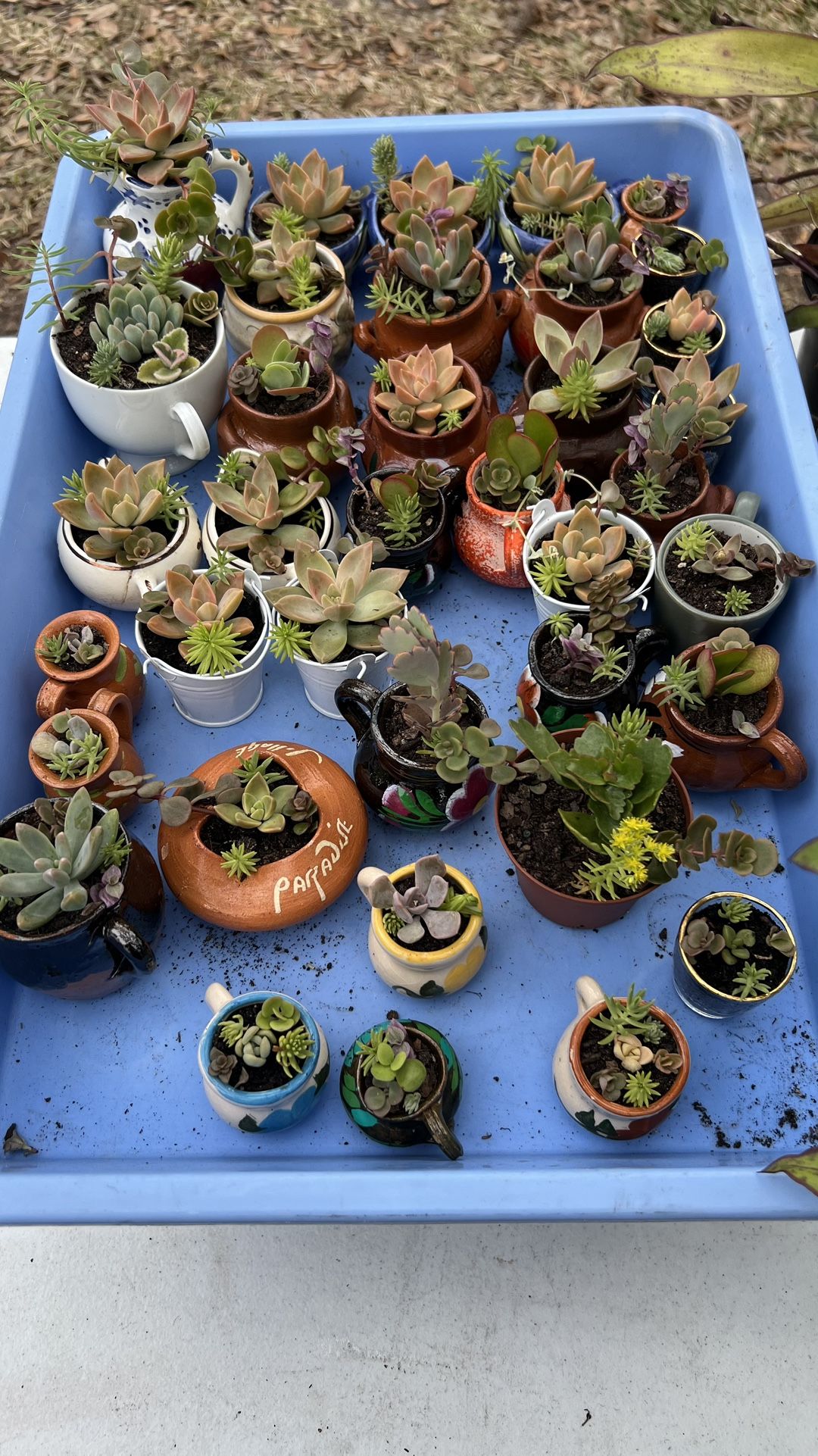 Variety of succulent plants