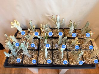 Euphorbia 'Dragon Bones'