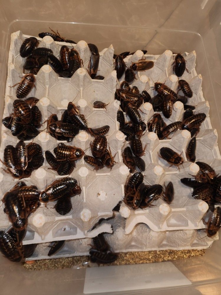 Ready For Colony