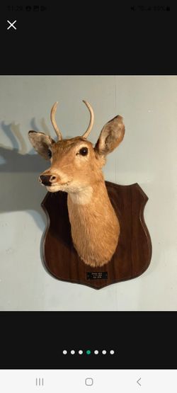 Head