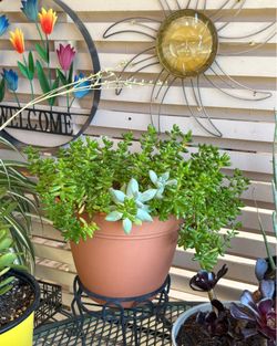 Large Potted Jelly Bean Succulent Plant