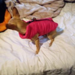 Small Dog Coats
