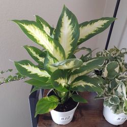 Chineese Evergreen House Plant