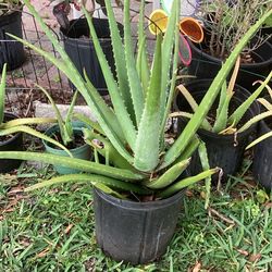 Aloe Vera Plants - Various Sizes - Prices Range From  $8  To $30. Larger Plants  have New Babies In Same Pot- Discount For Multiple Plant purchase