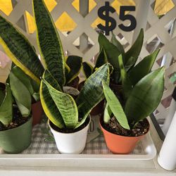 Snake Plants