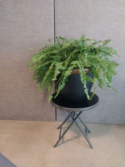 Real Boston Fern + Black Planter | 2 ft Tall | $35