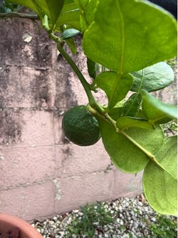 Large citrus mix in one tree kaffir lime and large lemon