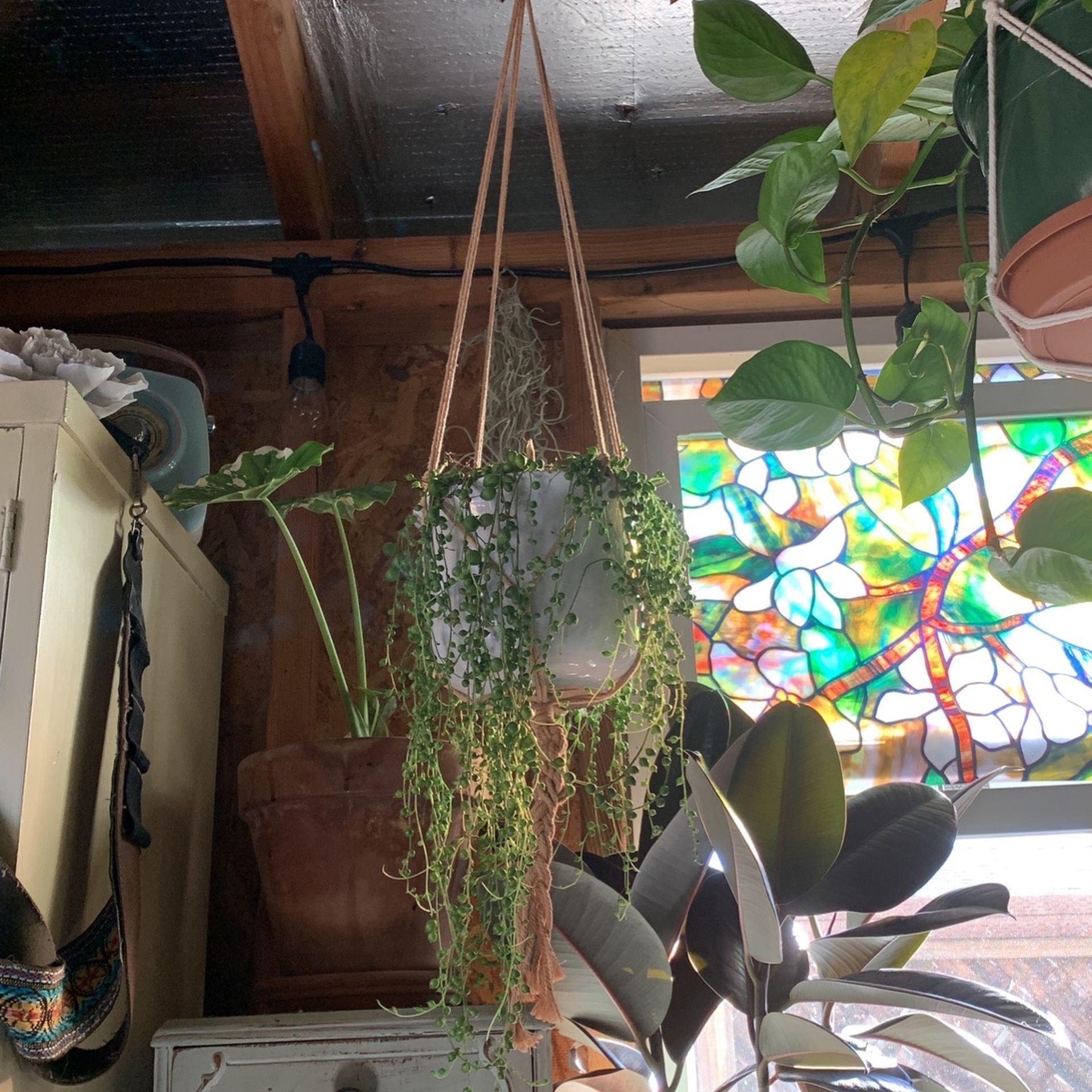 Macrame Plant Hanger