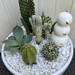 Cactus Arrangement 