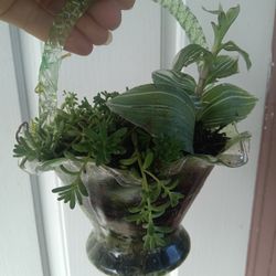 Planta Chisme Con Tradescantia Pinta