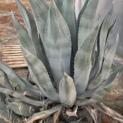 Free Agave Plants