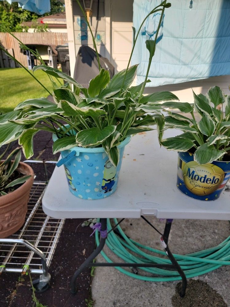 Hostas  Plants 